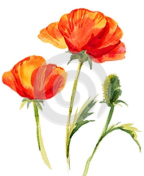 Hand draw watercolor poppy flowers illustration isolated. Painting for textil, crafters, greeting cards, prints, posters, wedding photo