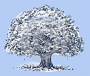 Hand drawing of abstract single big old deciduous tree oak under watercolor snow on frosty winter, vector illustration isolated on