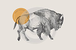 Hand drawing of American bison on a light background.