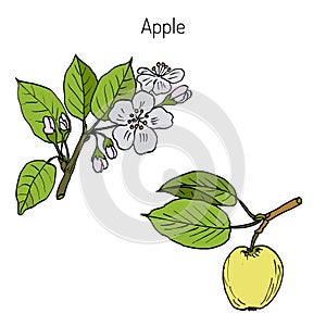 Hand drawing apple tree branch