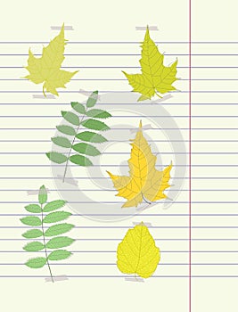 Hand drawing autumn leaf vector