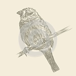 Hand drawing bird