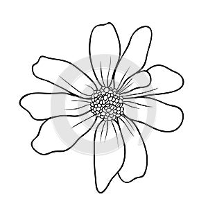 Hand drawing buttercup on white background. Daisy in sketch style. Springtime vector flower