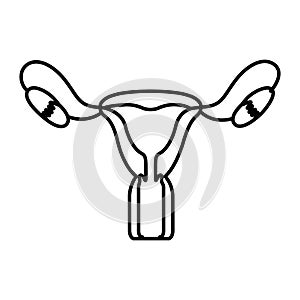 Hand drawing contour female reproductive system