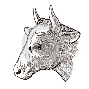 Hand drawing cow head vector. Isolated on a white background. Pencil, ink, felt-tip pen, marker on paper. Packaging design element