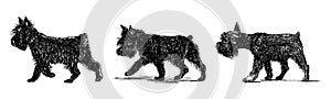 Hand drawing of cute black shaggy purebred terrier walking outdoor, vector illustration isolated on white