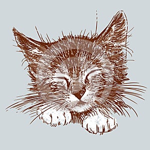 Hand drawing of cute sleeping kitten