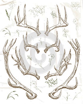 Hand drawing deer horns