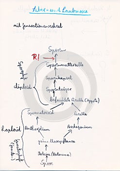 Hand drawing of the development of simple primeval plants