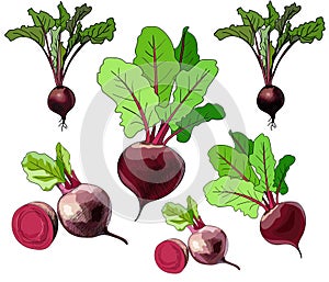 Hand drawing doodle colorful beets. Outline beetroot in vector. For menus, color book, cutting on vinil