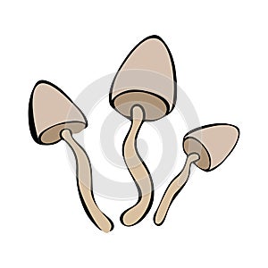 Hand drawing forest wild mushrooms. Can be used for menu design, label, badge, recipe, packaging.