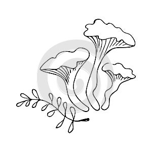 Hand drawing forest wild mushrooms. Can be used for menu design, label, badge, recipe, packaging.