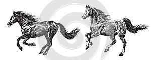 Hand drawing of galloping thoroughbred strong beautiful horses, vector sketch isolated on white