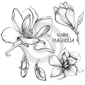 Hand drawing Grafic flowers magnolia photo