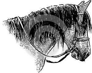 Hand drawing of head harnessed horse