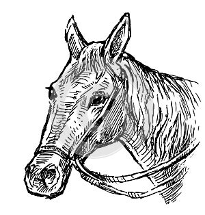 Hand drawing of head harnessed horse