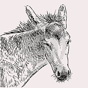 Hand drawing of head sad  domestic donkey