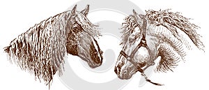 Hand drawing of heads harnessed thoroughbred horse and sad horse with long mane and bangs, vector sketch isolated on whit