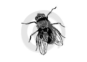 Hand drawing house-fly