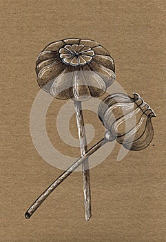 Hand drawing illustration with poppy. Graphic flowers on brown background.