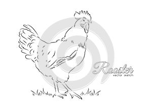 Hand drawing isolated on white background. Line design. Rooster sketch.