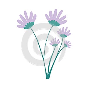 Hand drawing lilac color daisy flower bouquet with several ramifications