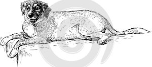 Hand drawing of a lying dog