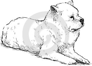 Sketch of lying white guard dog