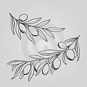Hand drawing olive branch. Hand drawn stick of oliva. Decorative olives sketch. Herb leaf outline. Template for