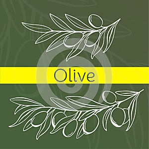 Hand drawing olive tree banner. Branch of leaf and olives. Oliva branches raw sketch. Vector illustration design.