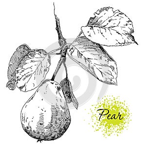 Hand drawing pears on pear tree branch