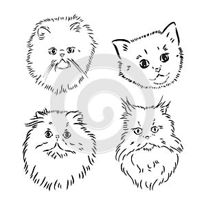 Hand drawing Persian cat vector version persian cat vector