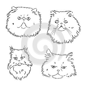 Hand drawing Persian cat vector version persian cat vector