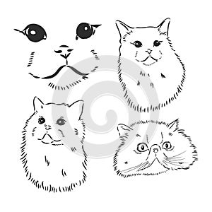 Hand drawing Persian cat vector version persian cat vector