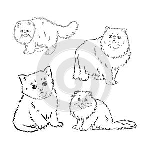 Hand drawing Persian cat vector version persian cat vector