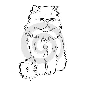 Hand drawing Persian cat vector version persian cat vector