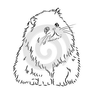 Hand drawing Persian cat vector version persian cat vector