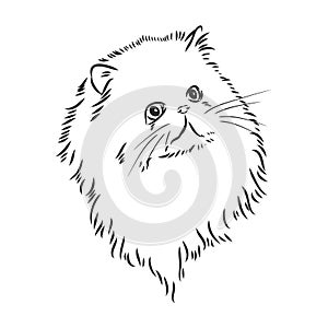 Hand drawing Persian cat vector version persian cat vector