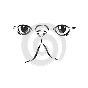 Hand drawing Persian cat vector version persian cat vector