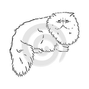 Hand drawing Persian cat vector version persian cat vector