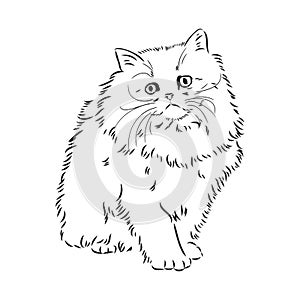 Hand drawing Persian cat vector version persian cat vector