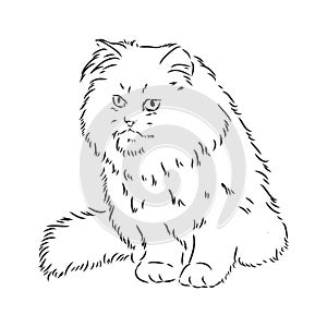 Hand drawing Persian cat vector version persian cat vector