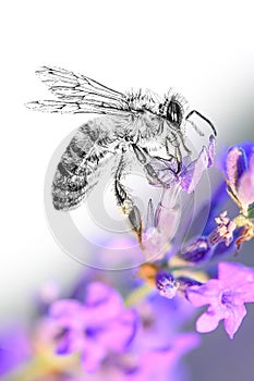 Hand drawing and photography bee combination. Sketch graphics animal mixed with photo