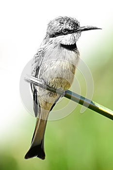 Hand drawing and photography bee-eater combination. Sketch graphics animal mixed with photo