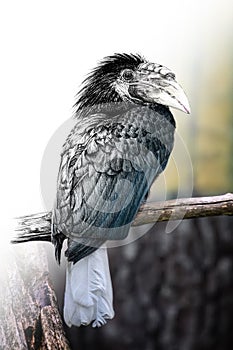 Hand drawing and photography Papuan Hornbill combination. Sketch graphics animal mixed with photo
