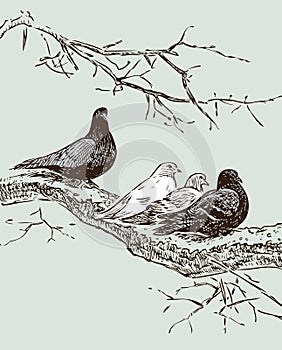 Hand drawing of pigeons on tree branch in spring