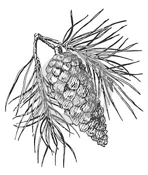 Hand drawing pine cone on fir branch with needles.