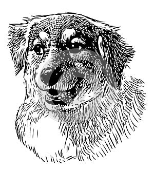 Hand drawing of portrait cute domestic dog