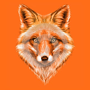 Hand-drawing portrait of a a red Fox