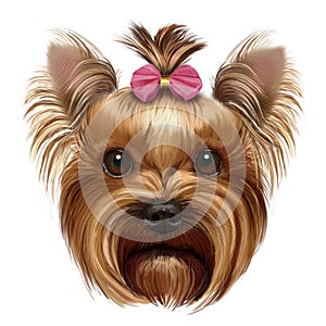 Yorkshire Terrier with pink bow photo